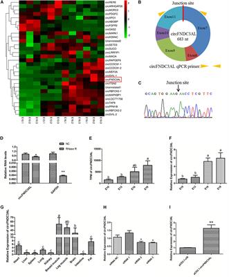 Circular RNA circFNDC3AL Upregulates BCL9 Expression to Promote Chicken Skeletal Muscle Satellite Cells Proliferation and Differentiation by Binding to miR-204